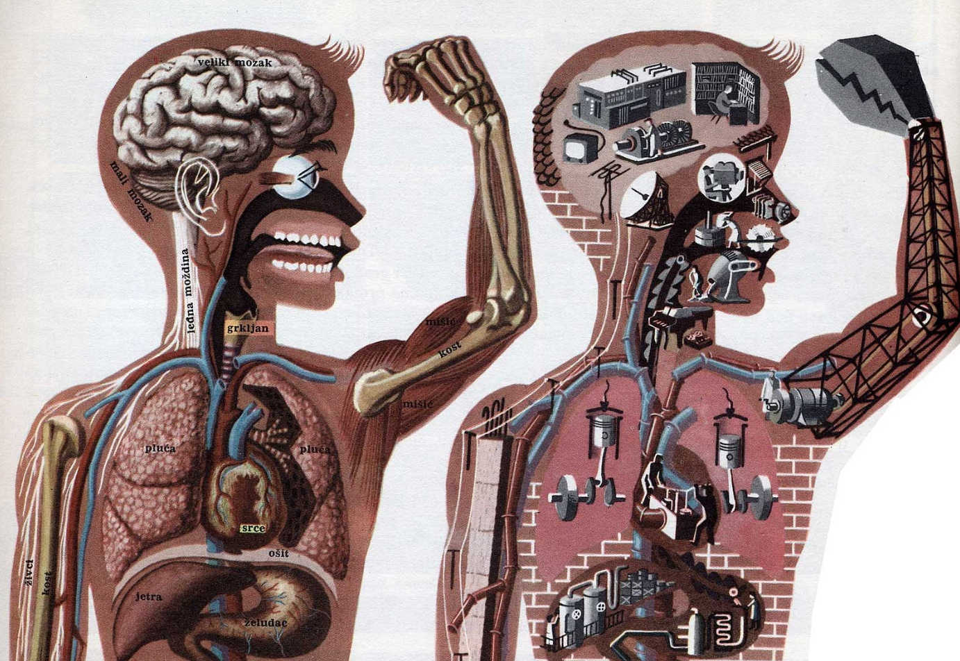 Vintage cutaway illustration: a human body beside a body built from machines